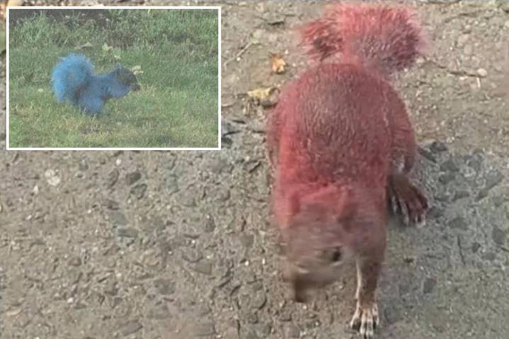 Connecticut animal activists seeking jerks who coated two squirrels with neon paint