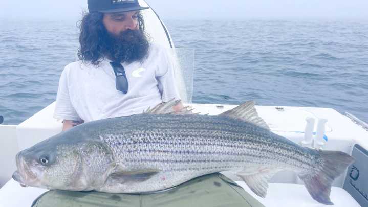 RI striped bass harvest to be cut by 12 percent in 2026