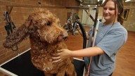 Classy Cassie's Grooming opens in Dallas, NC