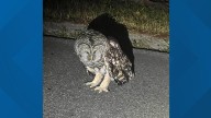 Cumberland police rescue injured barred owl