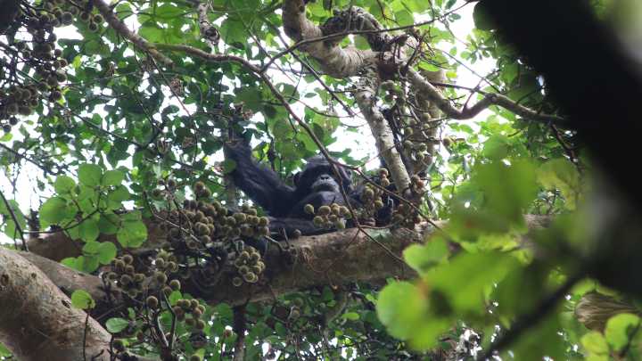 Descubren que los chimpancés consumen el equivalente a dos cervezas diarias