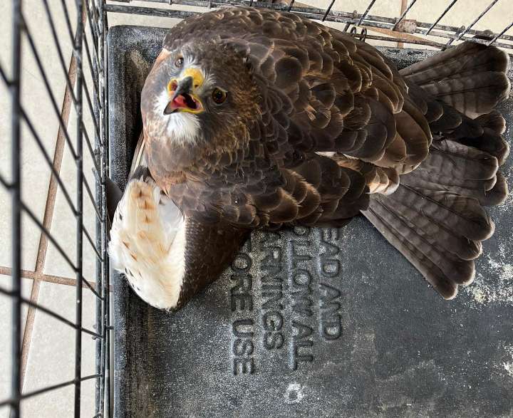 Entrega DABA halcón herido a la PROFEPA