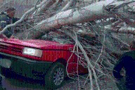 Una persona murió aplastada por un árbol en calle Rawson de Maipú