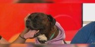 Meet a Rescue Monday: Reginald