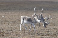 Nunavut and NWT update caribou protection agreement