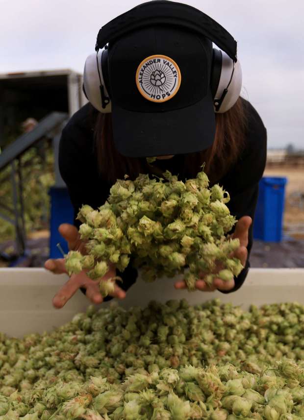 Sonoma County brewers tap into local hops