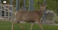 What hunters need to know about chronic wasting disease ahead of the rifle season