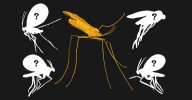 The search for Earth’s most mysterious creatures is turning up extraordinary results