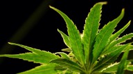 Cannabis-based drug reduces back pain in a large study