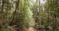 Protecting Amazon Forests May Also Protect Human Health, Study Finds
