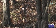 Wisconsin DNR ask hunters for help to curb spread of CWD