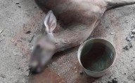 Jauría atacó a un venado; murió durante su traslado