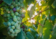 Harvest time in Temecula means wine, snacks and grape stomps