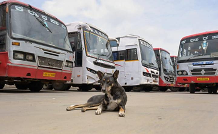 Animal activists urge police protection for feeders as tensions rise over stray dogs