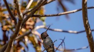 The Best Thing To Do To Support Hummingbird Habitat During Fall Migration