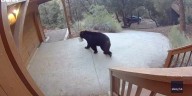 Bear captured on security cam stealing snacks after breaking into Southern California home