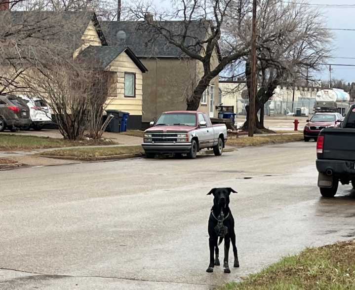 WPS remind owners to keep dogs leashed and secure
