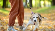 Was Your Dog Harder to Train During the Pandemic? Science Says You’re Not Alone