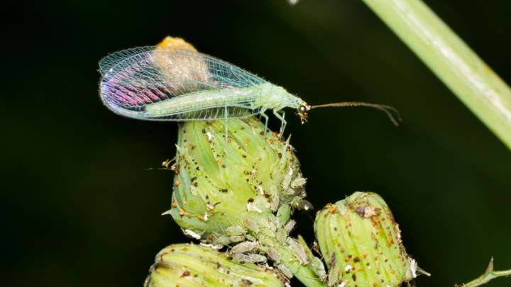 How To Attract Beneficial Green Lacewings To Your Garden