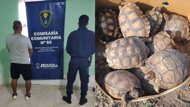 Allanamiento en Termas de Río Hondo: detienen a un hombre y rescatan 13 tortugas silvestres