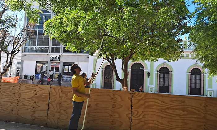 Retiran naranjas de árboles frente a Palacio de Gobierno; Personal de Parques y Jardines