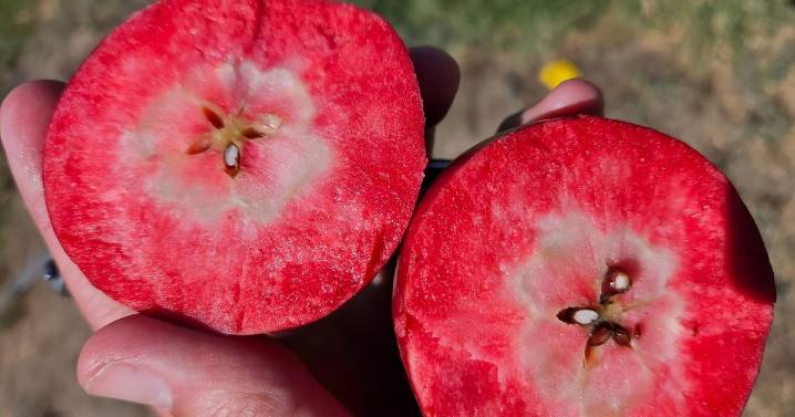 Inédito en Argentina: la llamativa manzana de pulpa roja que ya se produce en Río Negro