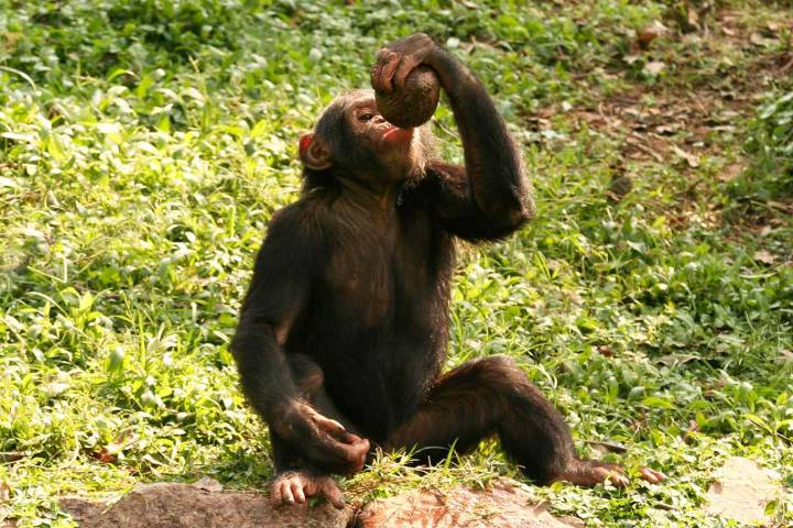 Chimpanzees May Consume 2 Alcoholic Beverages a Day from Fermented Fruit