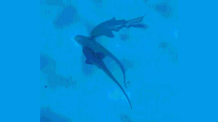 Rare! 3 leopard sharks caught on camera in rare group mating ritual, video goes viral