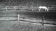 After contracting West Nile virus, 2 horses in Delaware euthanized