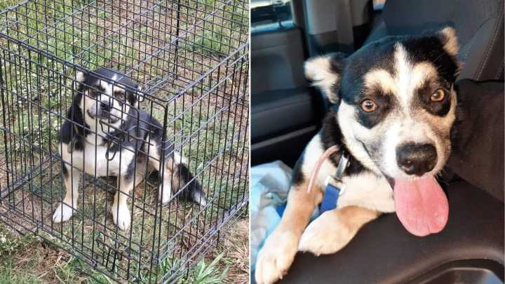 Texas Owner Gives Up On Dog Who Repeatedly Escaped Through Broken Fence