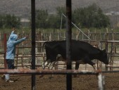 Gusano barrenador: mueren tres mujeres mayores, una en la Península de Yucatán