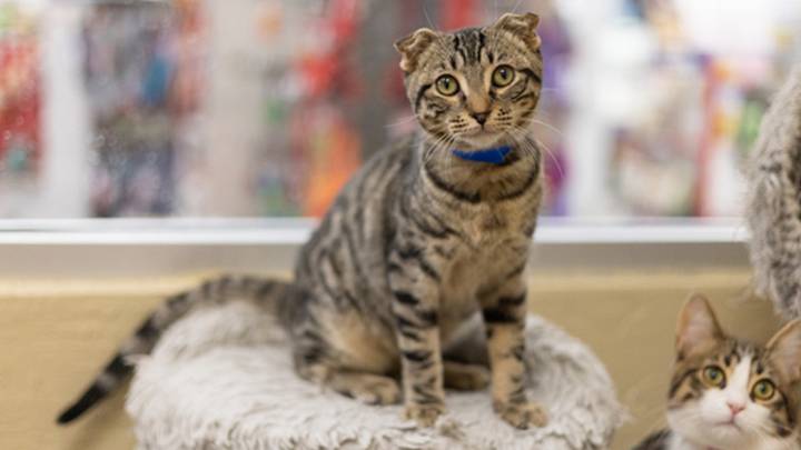 Scotty Is Eager to Power Up Your Home With Kitten Energy