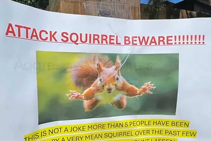 Serial Attacker Squirrel Puts Two People in the ER After Pouncing on Calif. Residents
