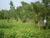 MP Govt To Track Tree Felling, Plantation On MeriLiFEportal First Such Initiative In India