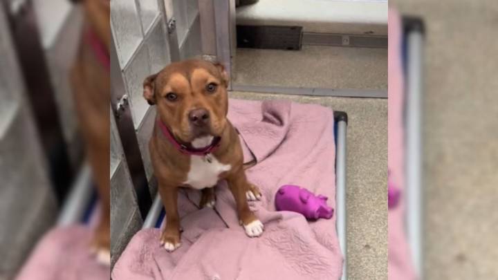 Washington D.C. Dog Who Spent More Than 240 Days In Shelter Gets The Surprise Of A Lifetime