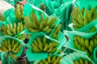 El banano colombiano vuelve a conquistar mercados externos