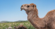Woman killed by her own camel when it knocked her to the floor and tried to mate with her