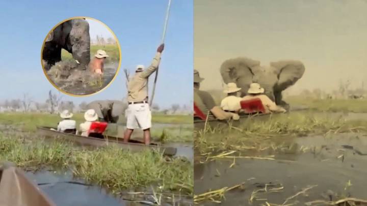 Horror en safari: elefante embiste a turistas y ahoga a mujer