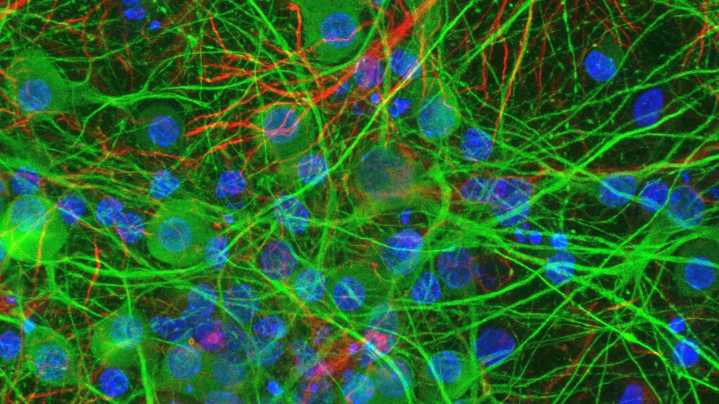 Descubren que ciertas bacterias intestinales modifican directamente la actividad de las neuronas al tocarlas