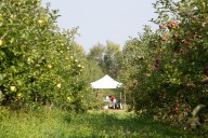 Minnesota apple orchard nominated as one of the best in the nation