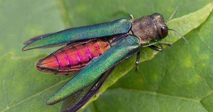 Dreaded Emerald Ash Borer Found Within Portland City Limits