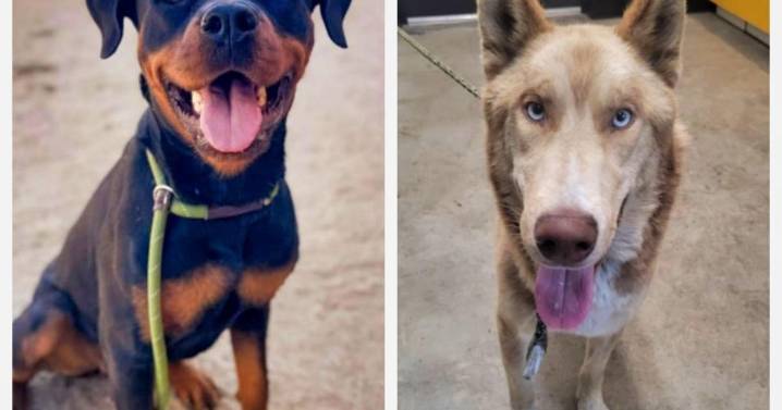 Meet Julia and Kinro: Eastsider Pets of the Week!