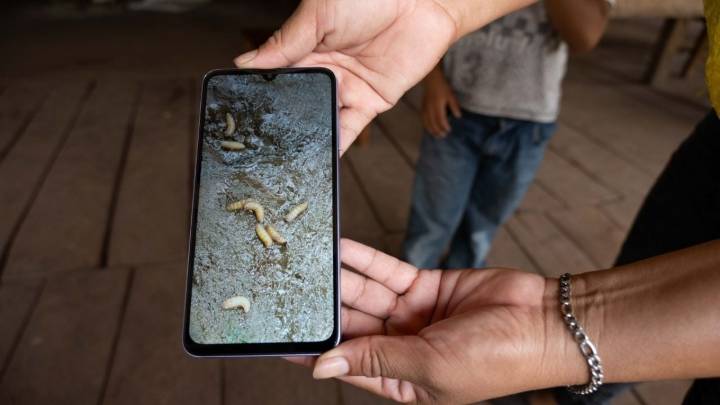 Detectan casos de gusano barrenador en tres municipios de Puebla