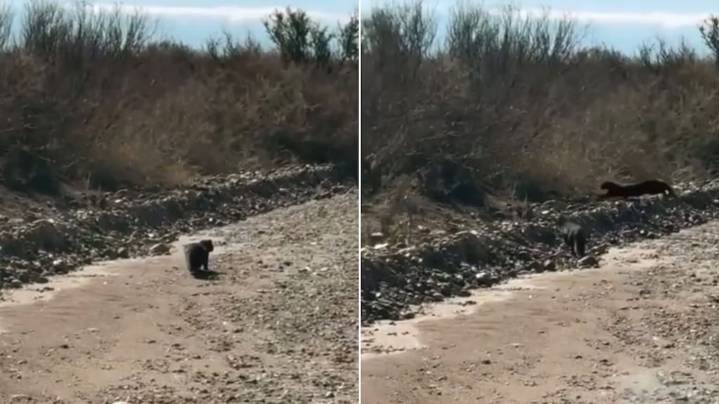 Video: el misterioso “gato nutria” reapareció en Mendoza y sorprendió a todos