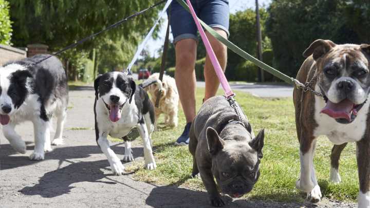 I’m a dog expert who's urging families to steer clear of a clever breed - they’ll outsmart you and you’ll regret it