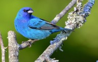 El viaje hacia el sur inició en la noche de los millones de pájaros