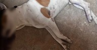 El Peñol exige castigo ejemplar tras despiadado asesinato de un perrito a manos de un hombre armado