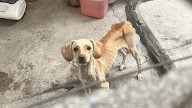 Golpes, principal abuso contra los animales en NL