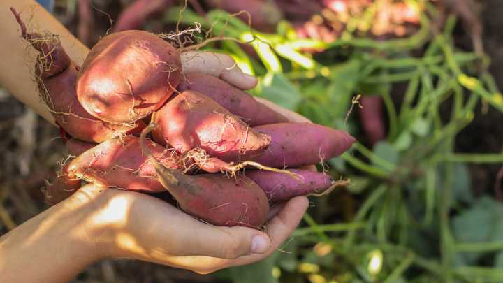 13 Easy-To-Grow Companion Plants That Belong Alongside Sweet Potatoes In The Garden