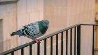 El truco del papel de aluminio estaba bien pero éste es mejor: adiós para siempre a las palomas